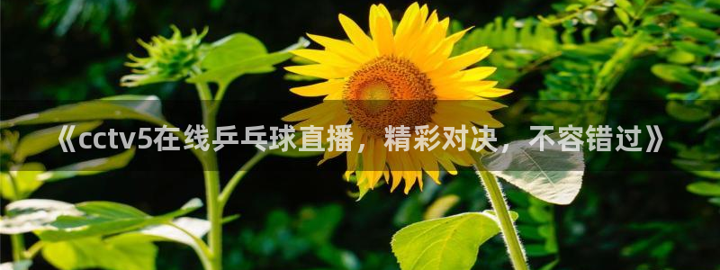 袋鼠直播篮球：《cctv5在线乒乓球直播，精彩对决，不容错过》